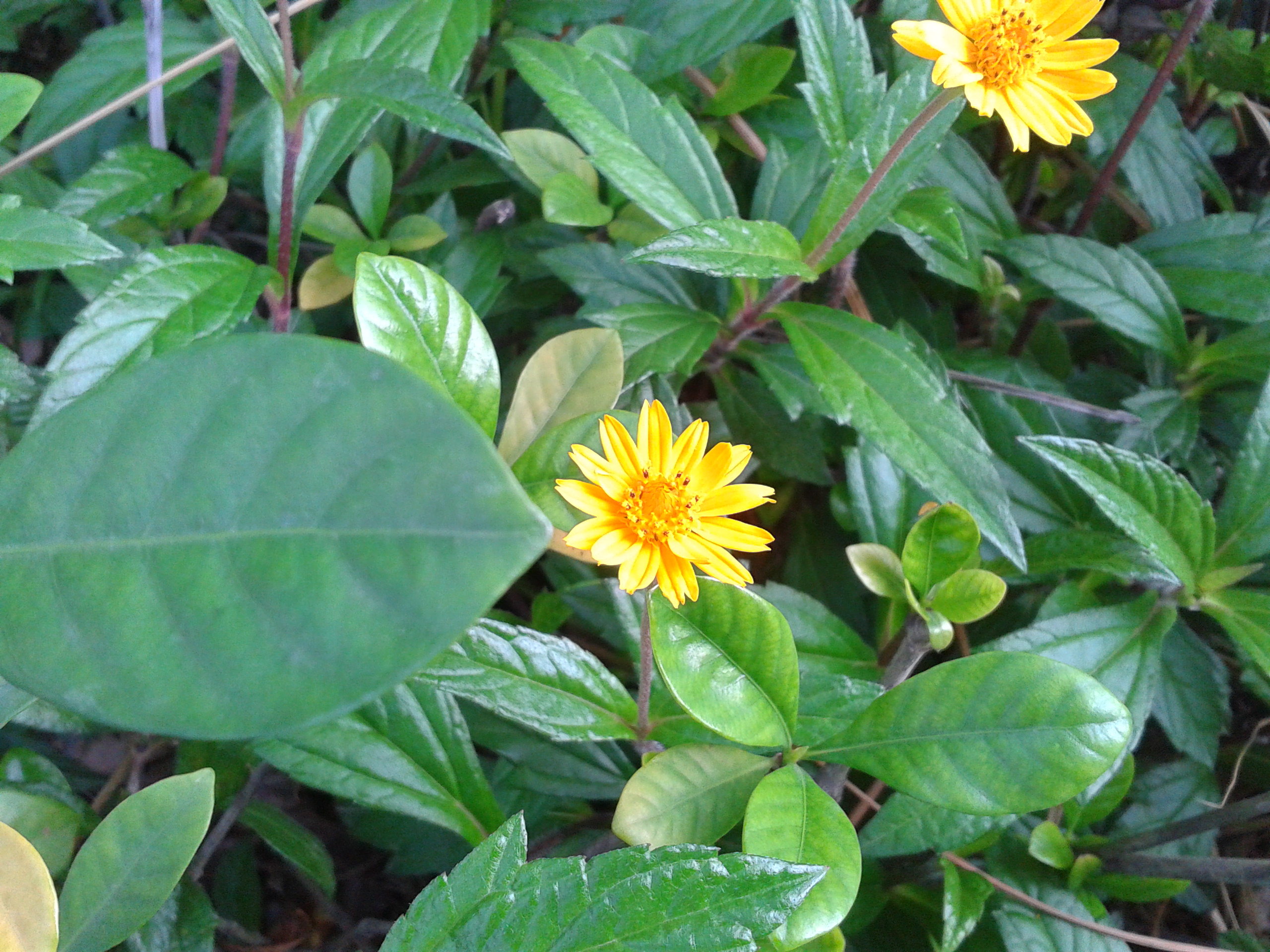  p>蟛蜞菊(学名: i>sphagneticola calendulacea /i> (l.