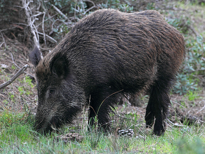 wild boars