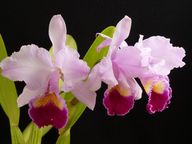 cattleya trianae linden & rchb.f.