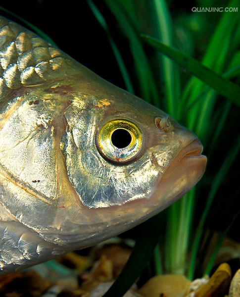 红眼鱼