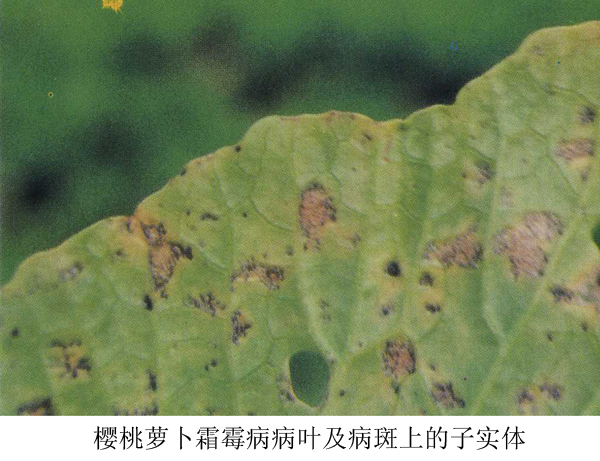  p>寄生霜霉芸薹属变种,分甘蓝型和白菜型两个生理小种,属鞭毛菌亚门