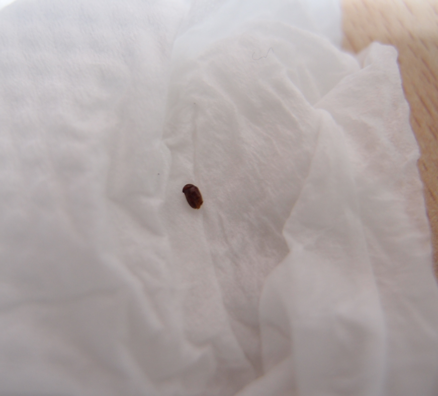  p>黑皮蠹(attagenus minutus olivier)是一种 a