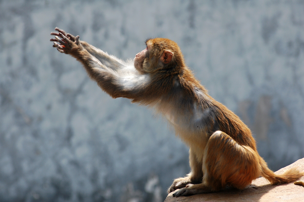  p data-id="gnyutzzyey">温州动物园位于风景秀丽的景山公园莲花芯