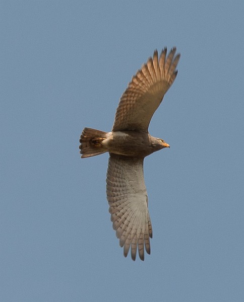  p>棕翅鵟鹰(学名: i>butastur liventer /i>)体型与鹰相近,身材,尾羽