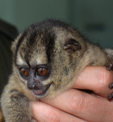  p>鬼夜猴(学名: i>aotus lemurinus /i>)是 a href="#" data-lemmaid