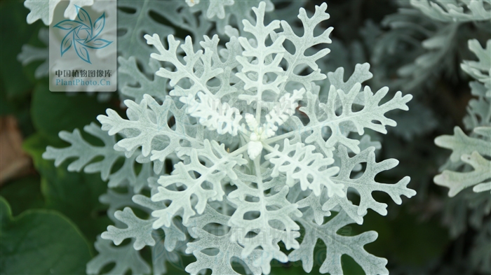  p>细裂银叶菊 ( i>senecio cineraria cv. silver dust.