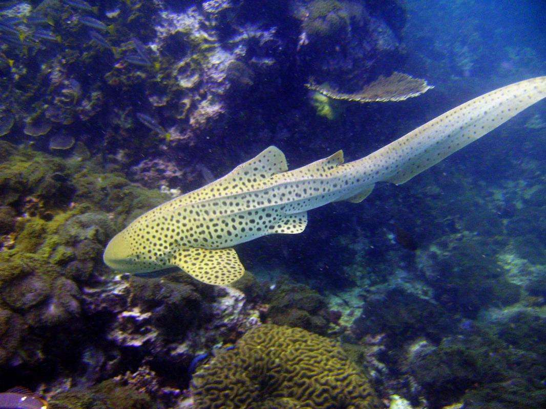  p>豹纹鲨(学名: i>stegostoma tigrinum /i>)是豹纹鲨科,豹纹鲨属