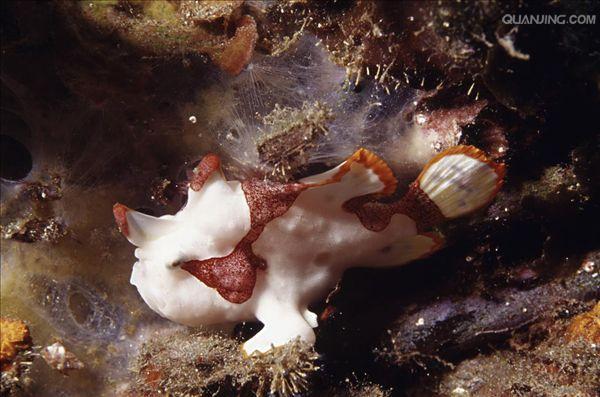  p data-id="gnt4ax401h">鮟鱇鱼(ān kāng),俗称蚧巴鱼,蛤蟆鱼,海