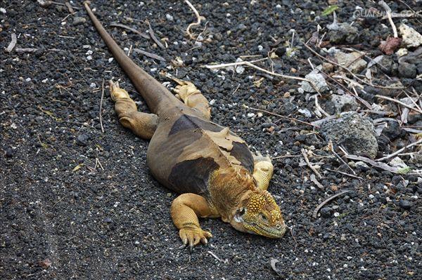  p>海鬣蜥(学名: i>amblyrhynchus cristatus /i>):是仅出没在 a href