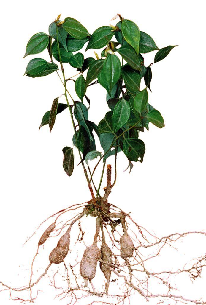  p>台乌药(combined spicebush root)正名为乌药lindera aggregata