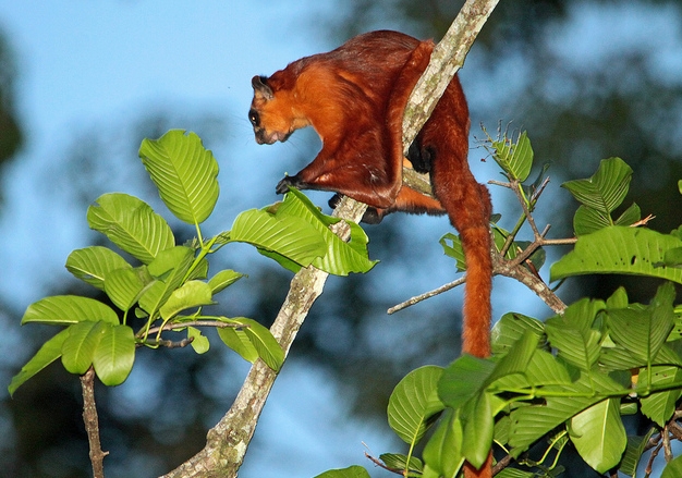  p data-id="gnbjn6cevk">棕鼯鼠又叫赤鼯鼠,大鼯鼠,大飞鼠,红色巨