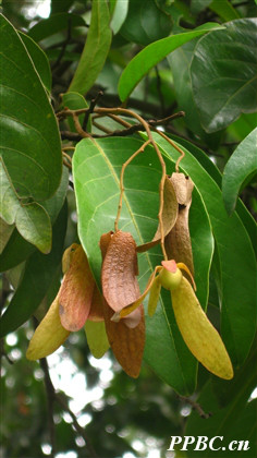 mangachapoi /i> blanco)是 a target="_blank" href="/item/龙脑香科