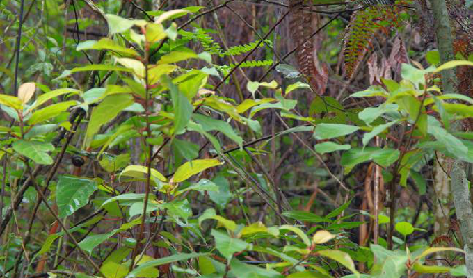  p>纸叶榕(学名:ficus chartacea)为桑科榕属的植物.
