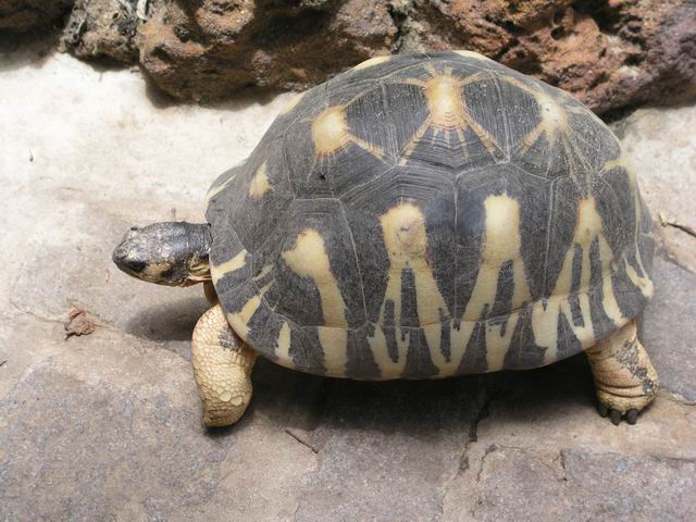  p>马达加斯加陆龟(学名: i>astrochelys yniphora /i>)是陆龟科,马岛