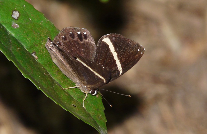  p>白带褐蚬蝶(学名:abisara fylloides)为 a target="_blank" href="