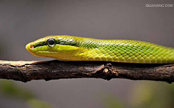 sensu stricto, excl. sect. seriphidium bess.