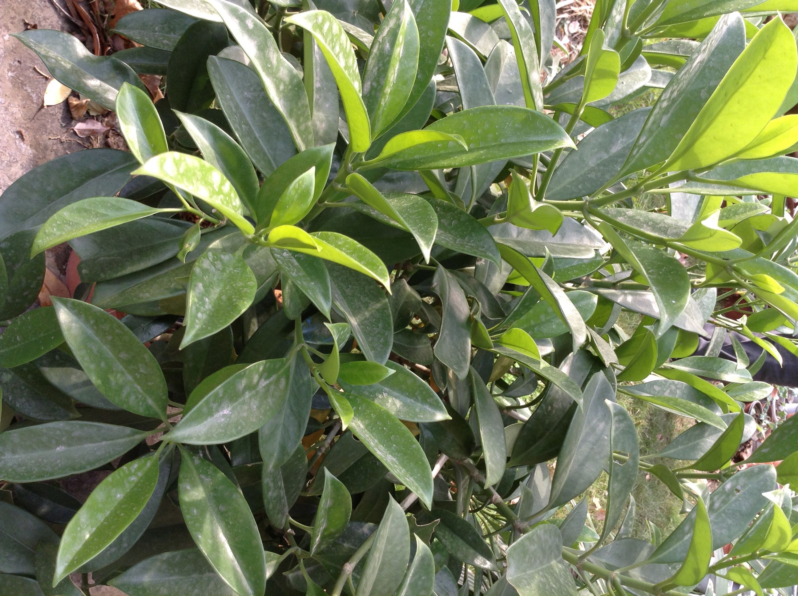  p>灰莉(学名: i>fagraea ceilanica /i> thunb.