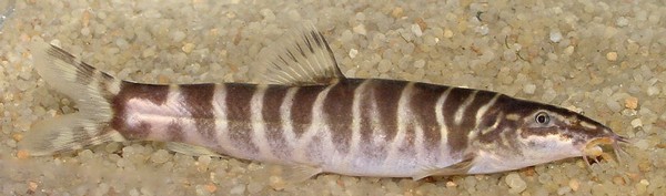  p>中华沙鳅(学名: i>sinibotia superciliaris /i>)是鳅科沙鳅属的一