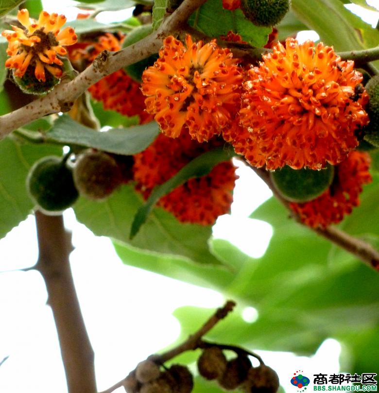  p>楮(音处,上声)实,楮树(楮实子)果实,可入药.