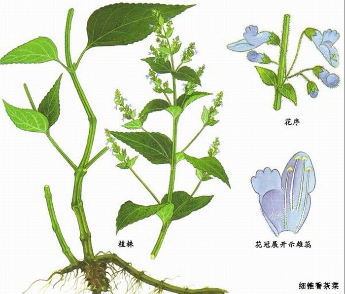 苞叶香茶菜