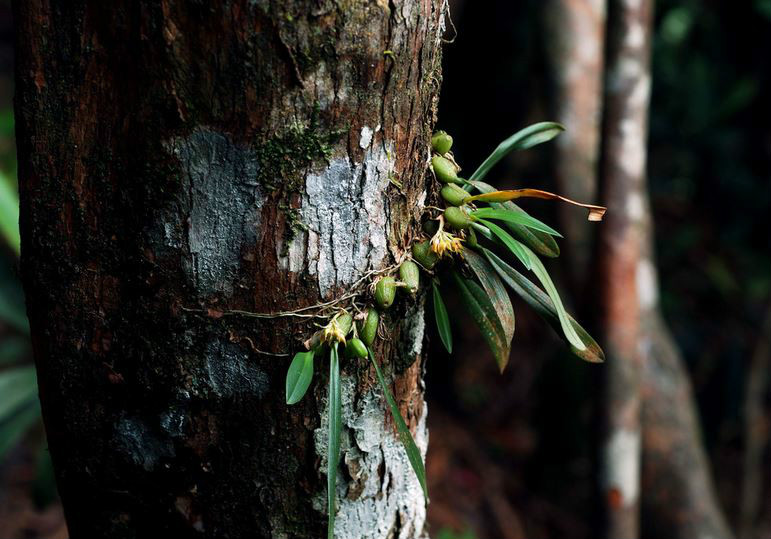  p>红心石豆兰(学名: i>bulbophyllum rubrolabellum /i>  t. p.