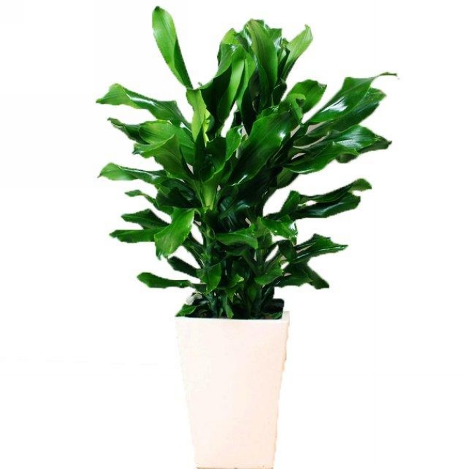 别名:螺旋铁, a target="_blank" href="/item/柳纹铁">柳纹铁 /a>