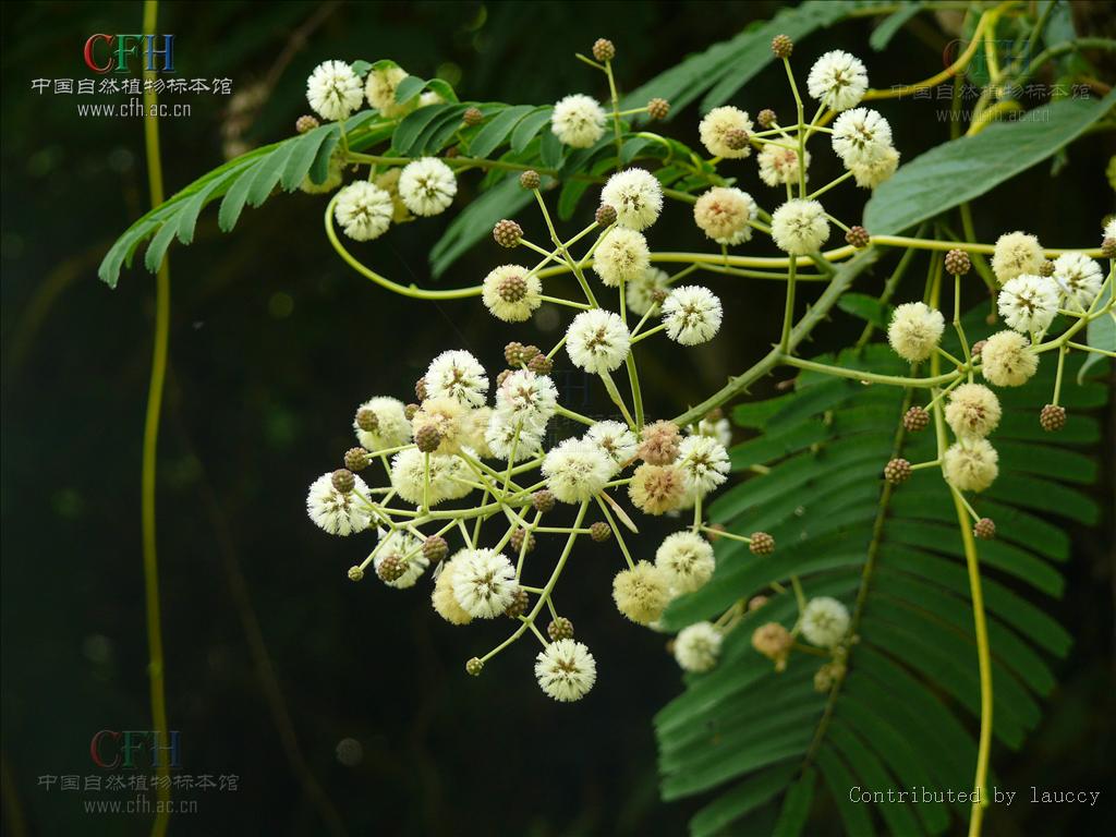  p>羽叶金合欢(学名: i>acacia pennata /i> (l.) willd.