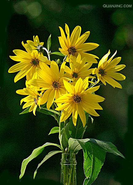  p>菊芋,学名: i>helianthus tuberosus /i> (l.