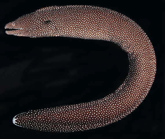  p>斑点裸胸鳝, i>gymnothorax meleagris /i> (g.