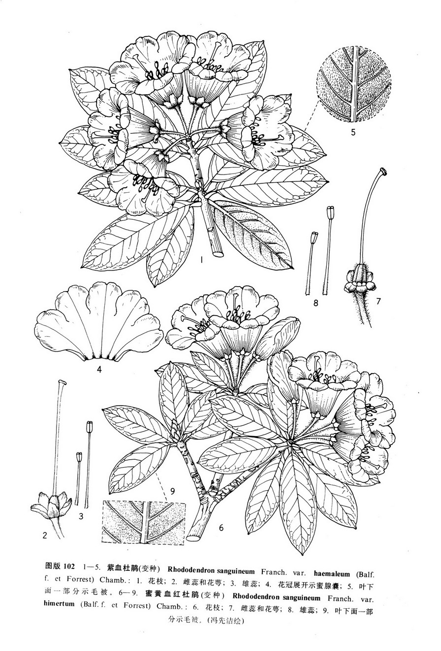 杜鹃花科,杜鹃属的一种植物. /p>