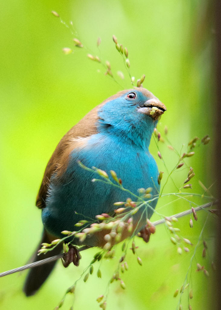  p>蓝饰雀为雀形目(passeriformes) a href="#" data-lemmaid="