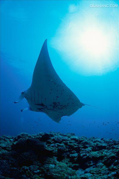 devil ray