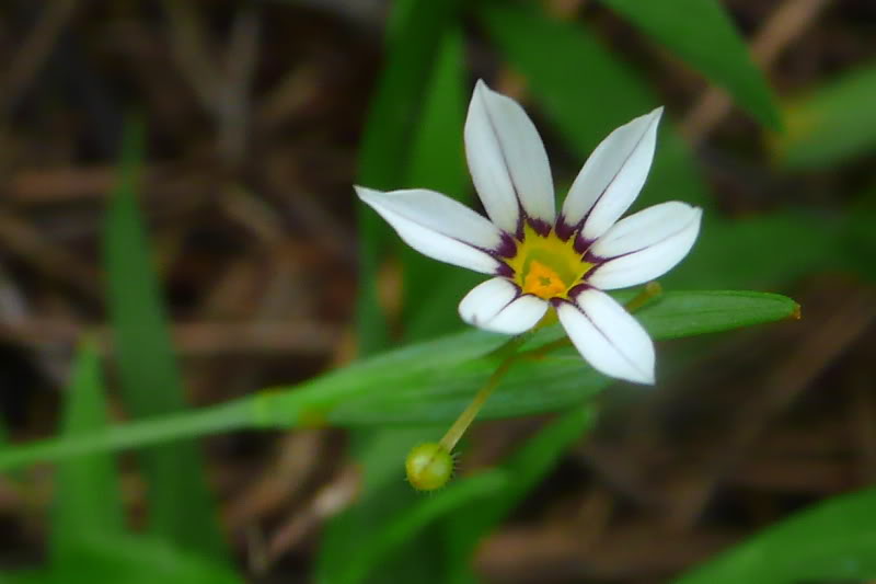  p>庭菖蒲(学名: i>sisyrinchium rosulatum /i>),为鸢尾科庭菖蒲属下