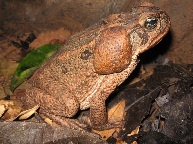  p>巨型海蟾蜍(学名: i>rhinella marina /i>):体长一般约150-175毫米
