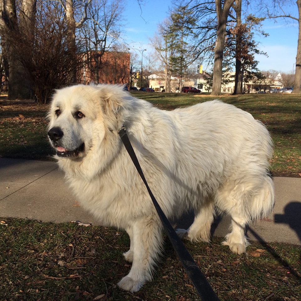  p> a href="#">大白熊 /a>犬,动物界, a href="#" data-lemmaid="