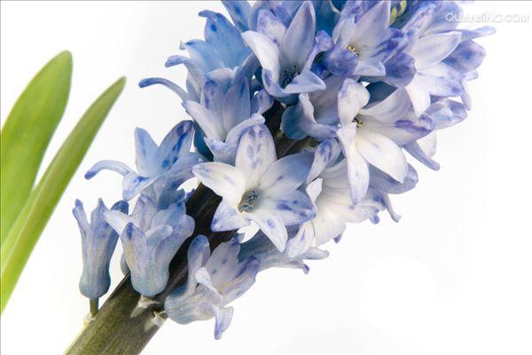 科风 a target="_blank" href="/item/信子">信子 /a>属中的多年生 a