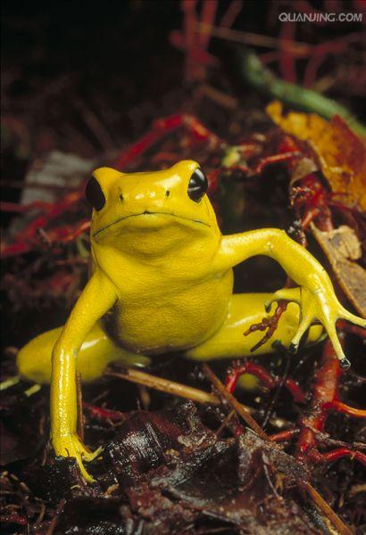 体长约3.5公分,在箭毒蛙家族中,属于大型的种类.