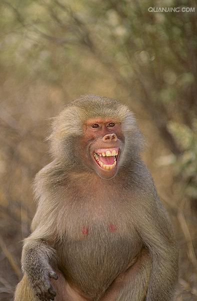  p>狒狒(学名: i>papio /i>):灵长目 a target="_blank" href="/item