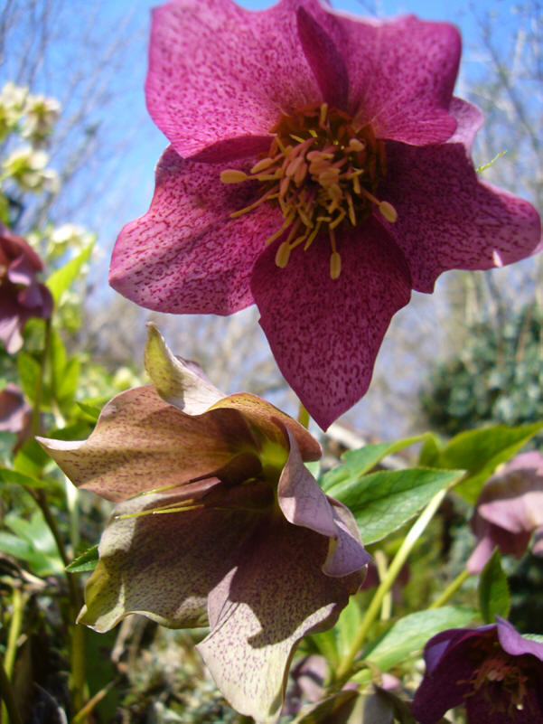 冬季开花植物大全(冬季开花的花境植物)
