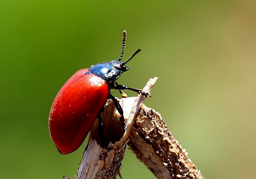  p>昆虫名,为鞘翅目,叶甲科.