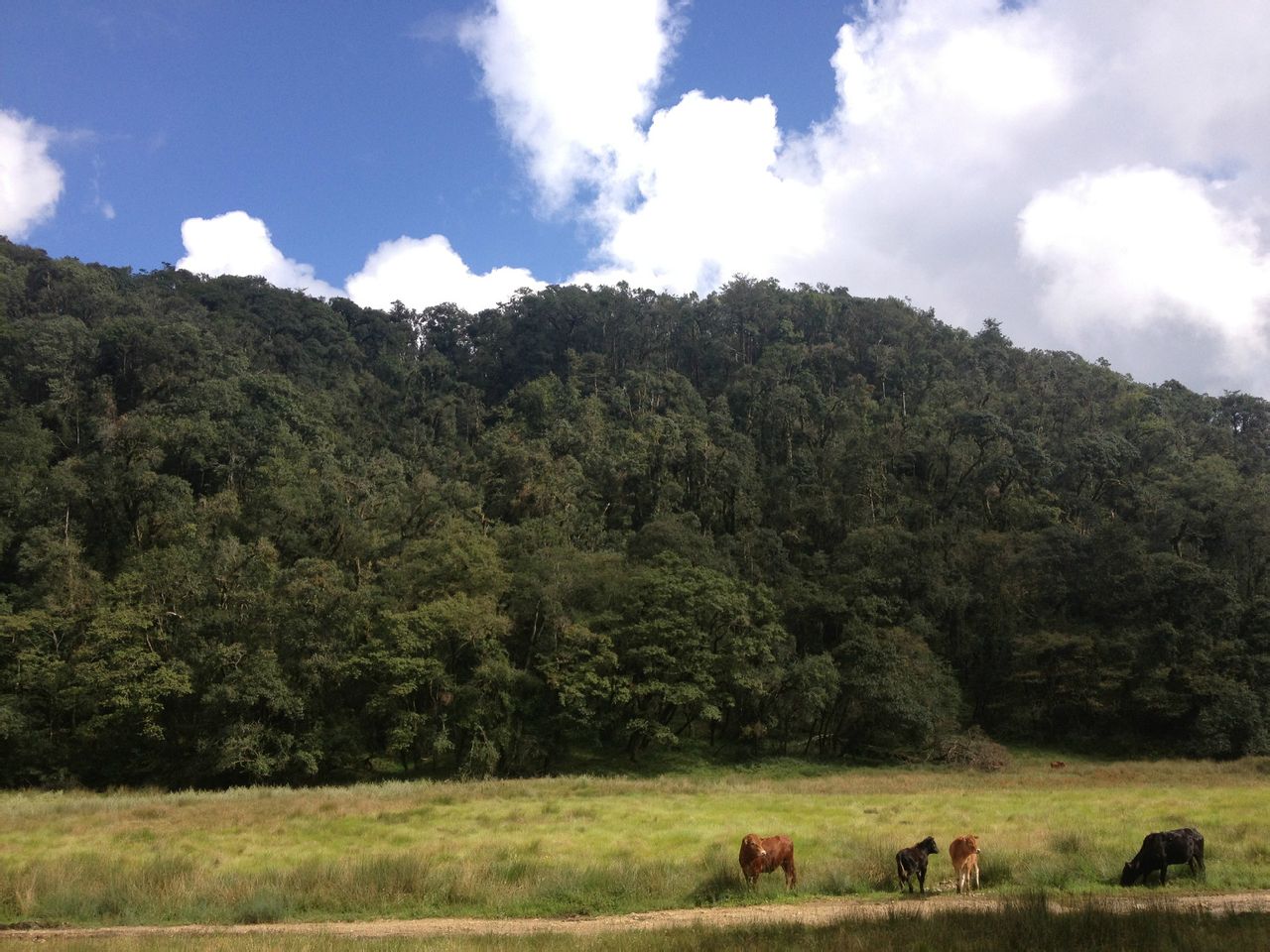 景东杜鹃湖,原名徐家坝水库,位于景东县城