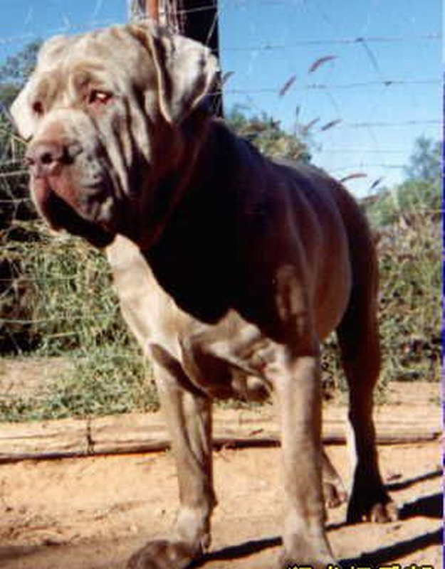 班道戈犬来自撒克逊方言的"banda"- "链条,用链条拴",1960年,美国人用