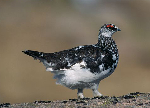  p>雷鸟属(学名: i>lagopus /i>):共有3种.