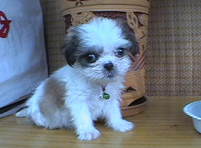  p data-id="gnbq4cpbb7">哈巴犬(pug) 是古老的犬种之一.