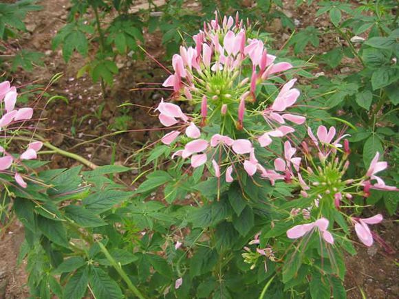  p>三肋菘蓝,十字花科,菘蓝属,一年或二年生草本,高40-120厘米;茎直立