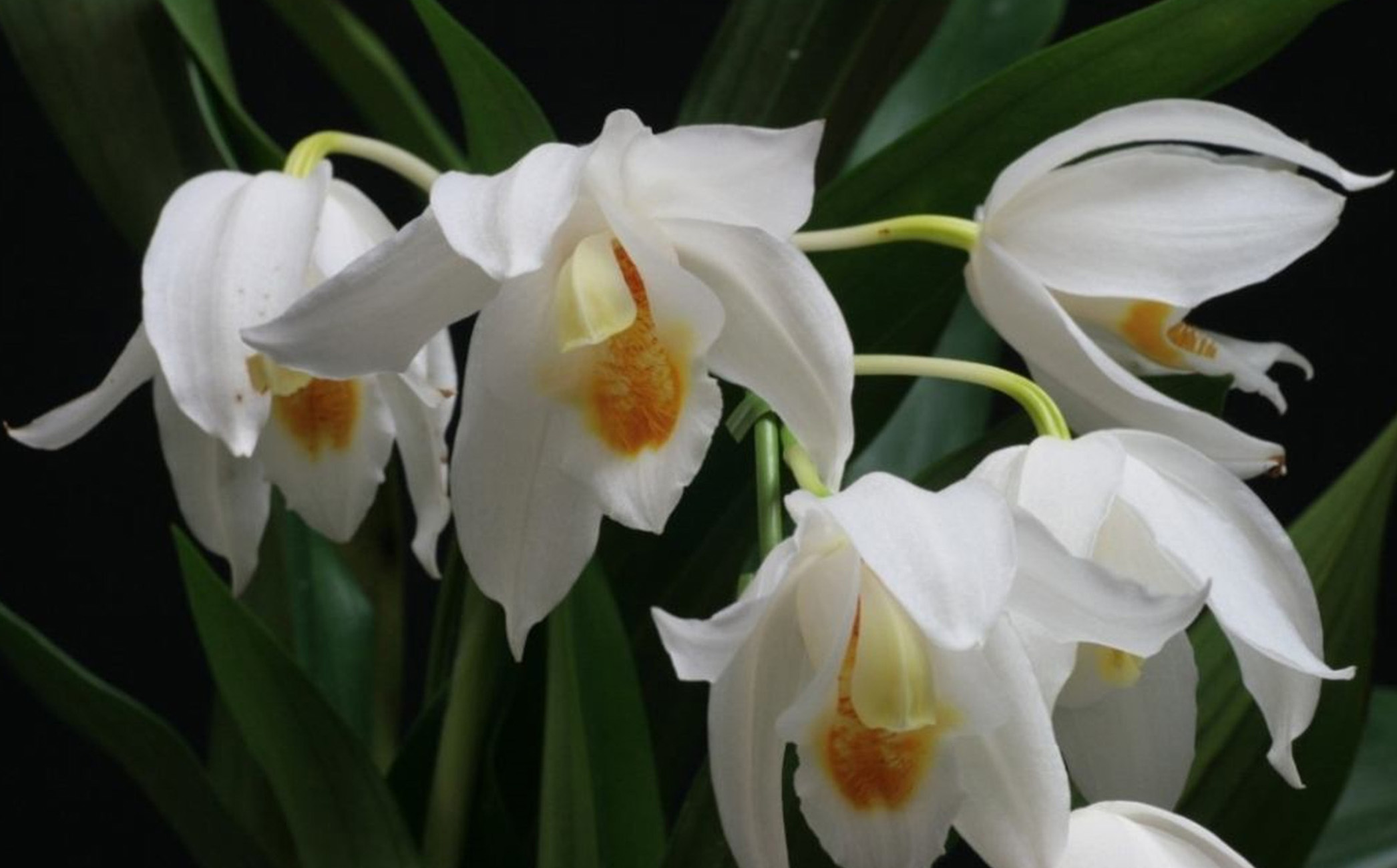  p>贝母兰属(学名:coelogyne lindl.