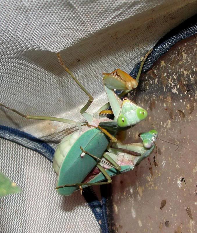 5厘米左右,有着巨大的利爪和脑袋,看起来就像 a target="_blank" href