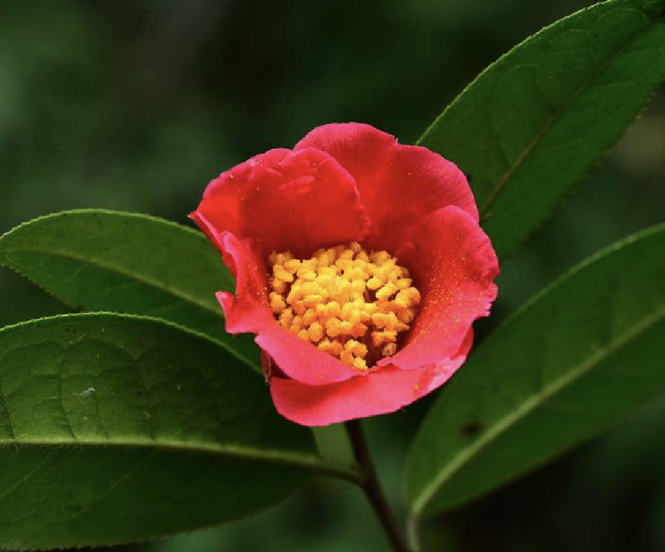  p>多齿红山茶(学名: i>camellia polyodonta /i> how ex hu )是山茶