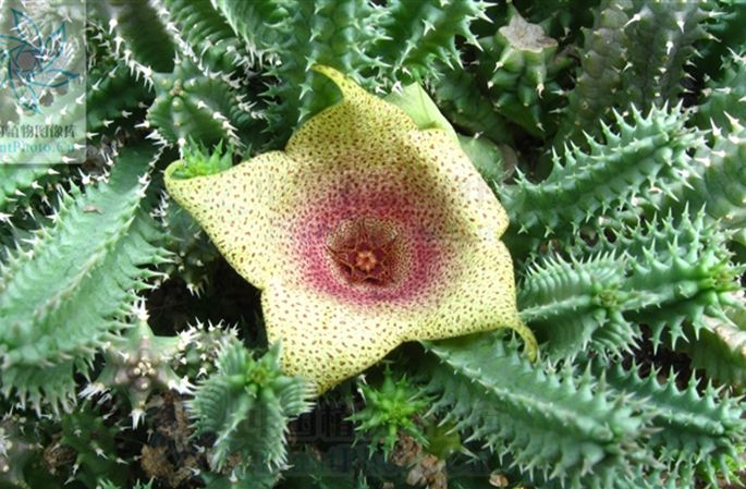  p>萝藦科(学名:asclepiadaceae) a target="_blank" href="/item/双