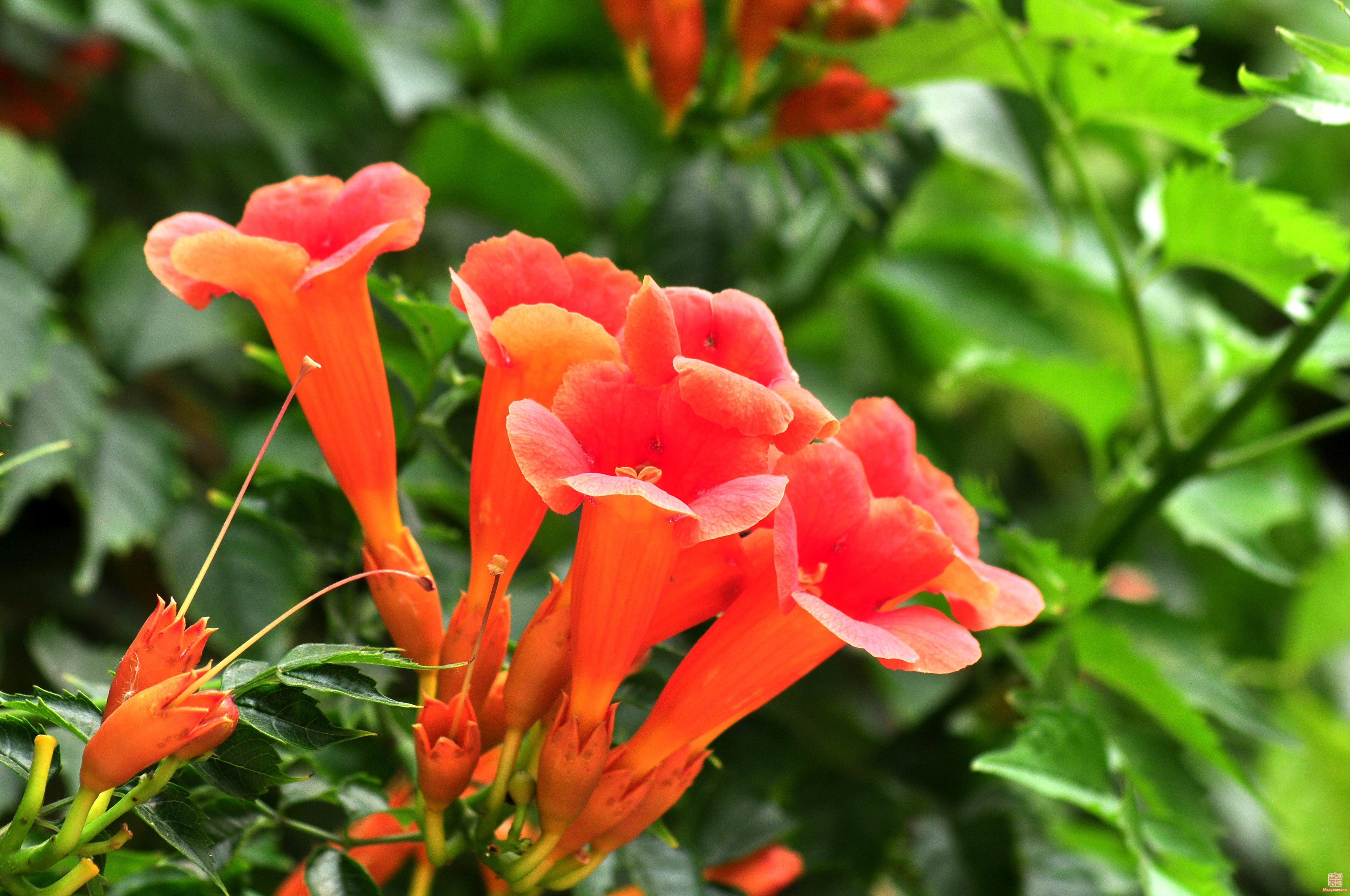  p>凌霄属(学名:campsis lour.